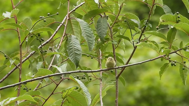 Buff-barred Warbler - ML468508451