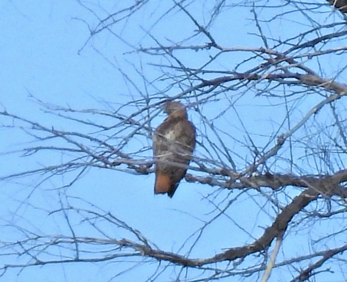 Red-tailed Hawk - ML468508821