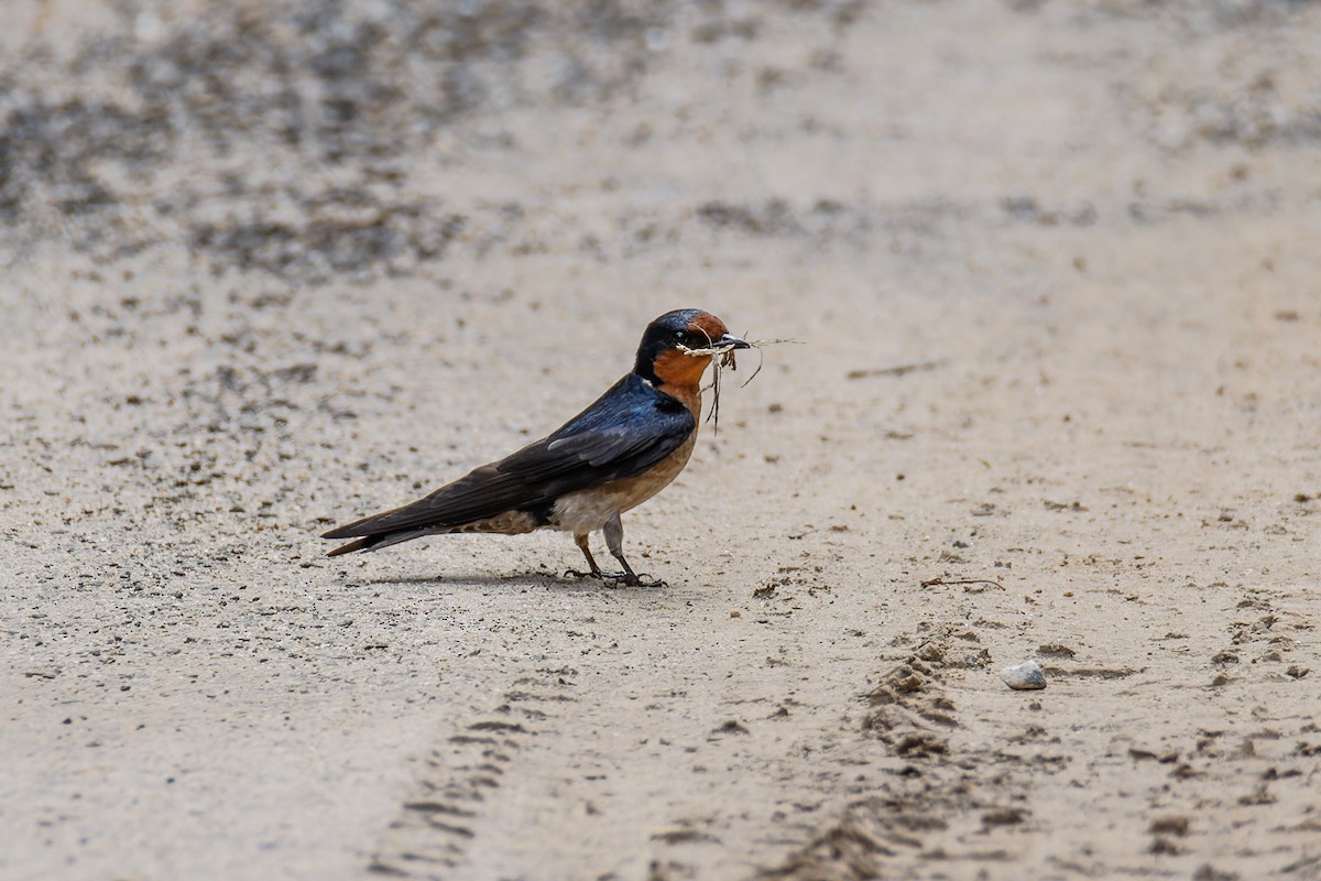 Pacific Swallow (Pacific) - ML468509431