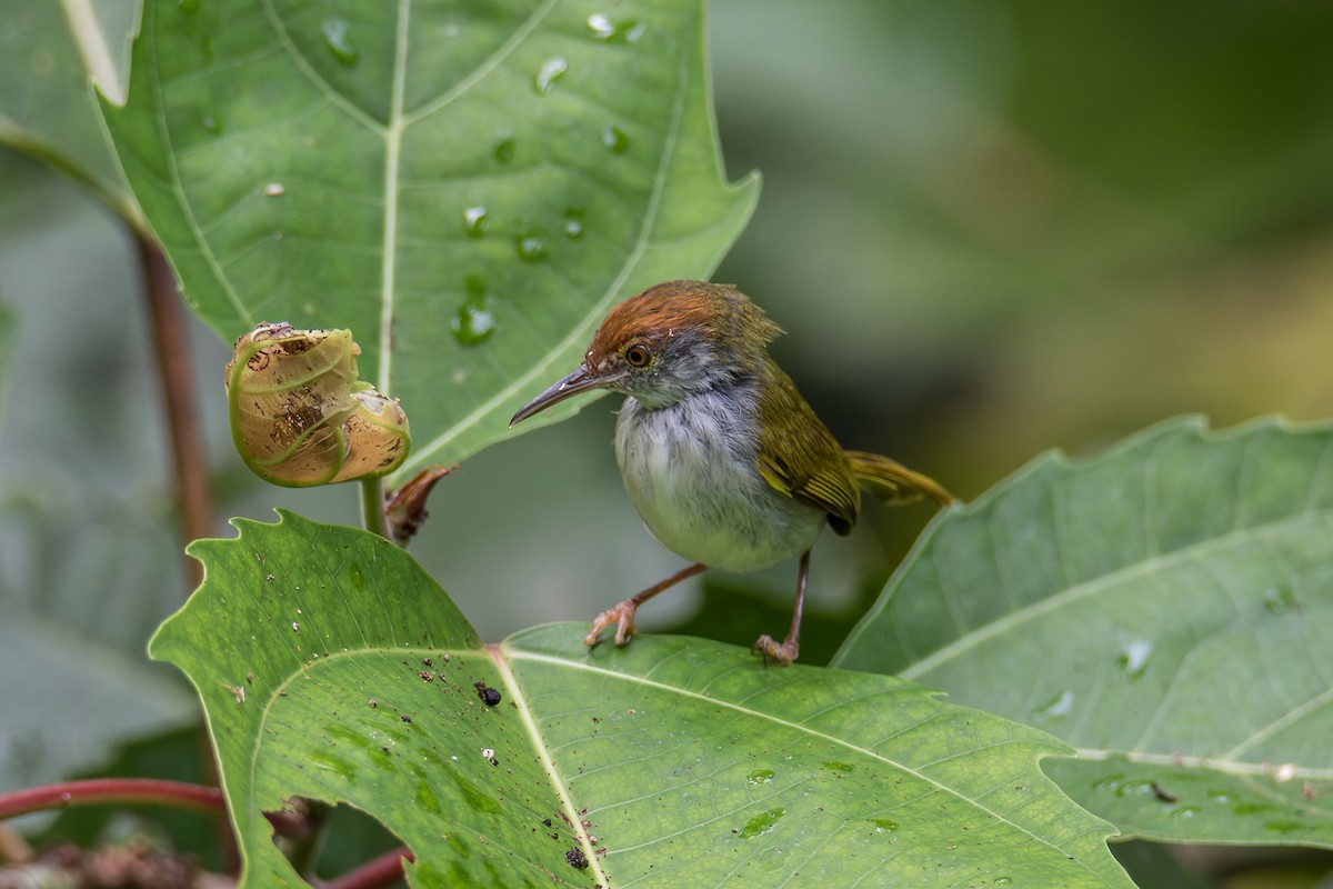 Dark-necked Tailorbird - ML468509471