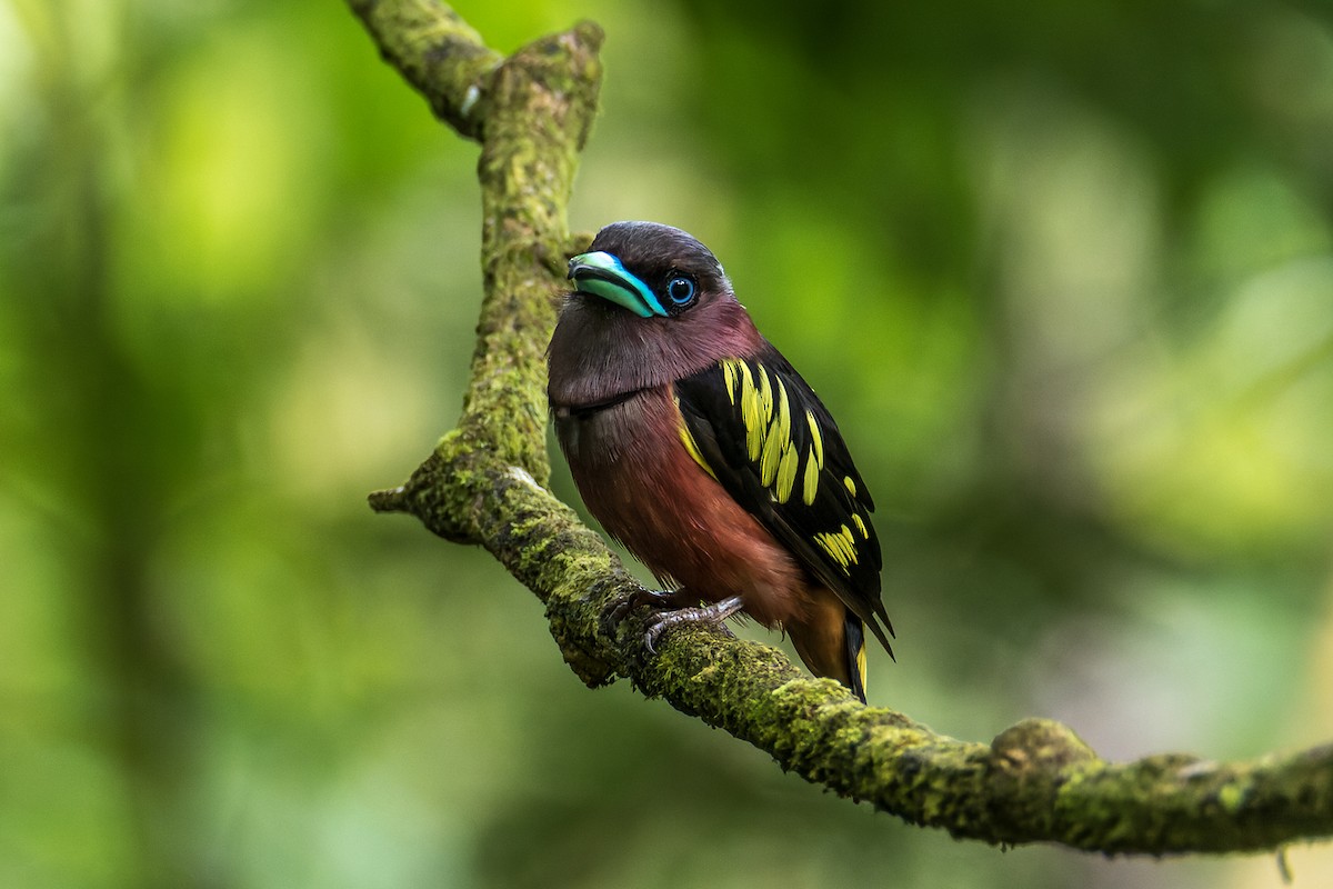 Banded Broadbill (Banded) - ML468509531