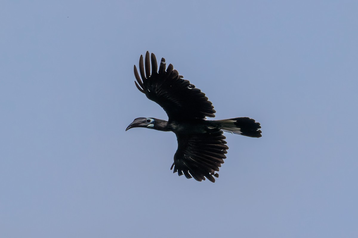 Bushy-crested Hornbill - ML468510061