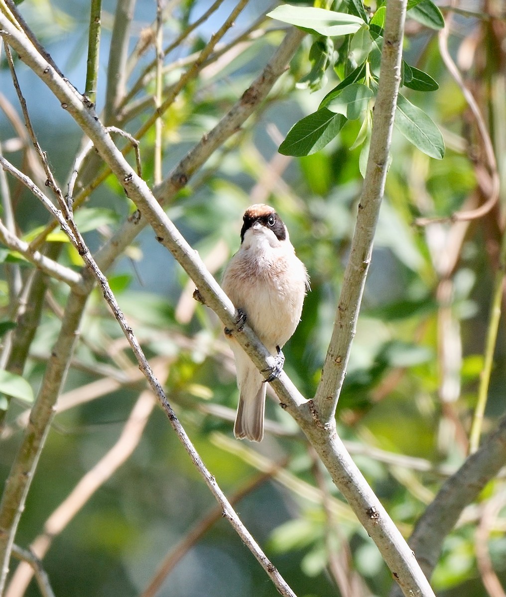 Eurasian Penduline-Tit - Greg Baker