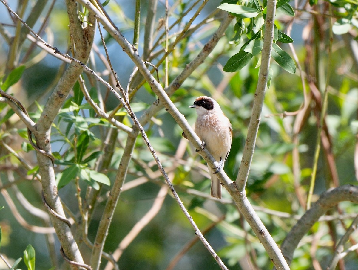 Eurasian Penduline-Tit - Greg Baker