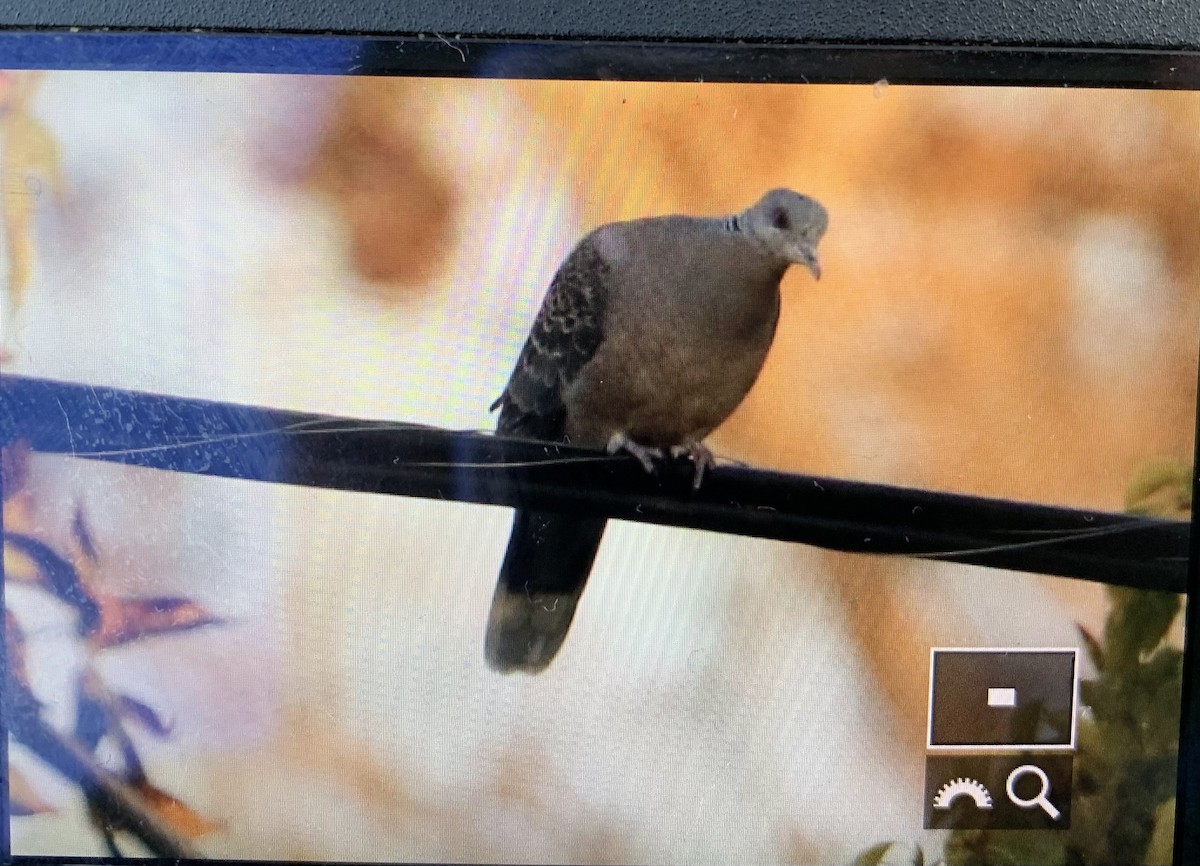 Oriental Turtle-Dove - ML468510421