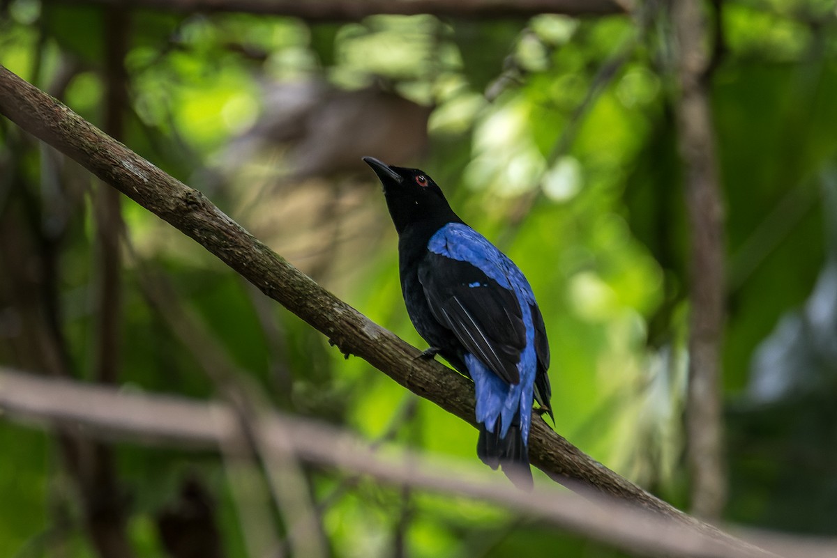 Asian Fairy-bluebird - ML468510711