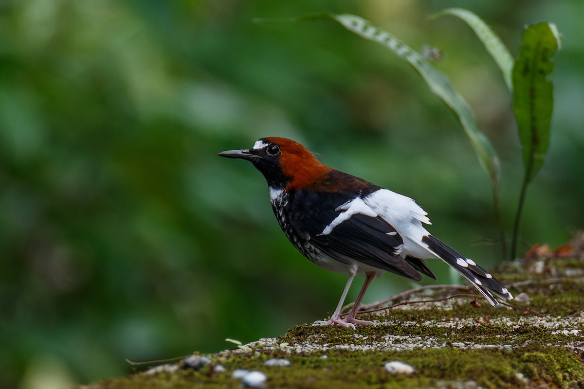 Chestnut-naped Forktail - ML468510741