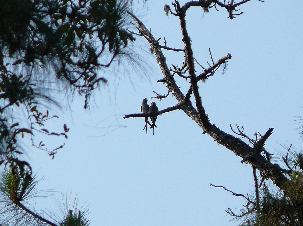 Crested Treeswift - ML46851091