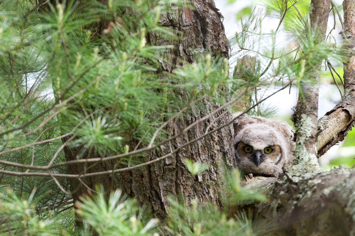 Great Horned Owl - Nick Hawvermale