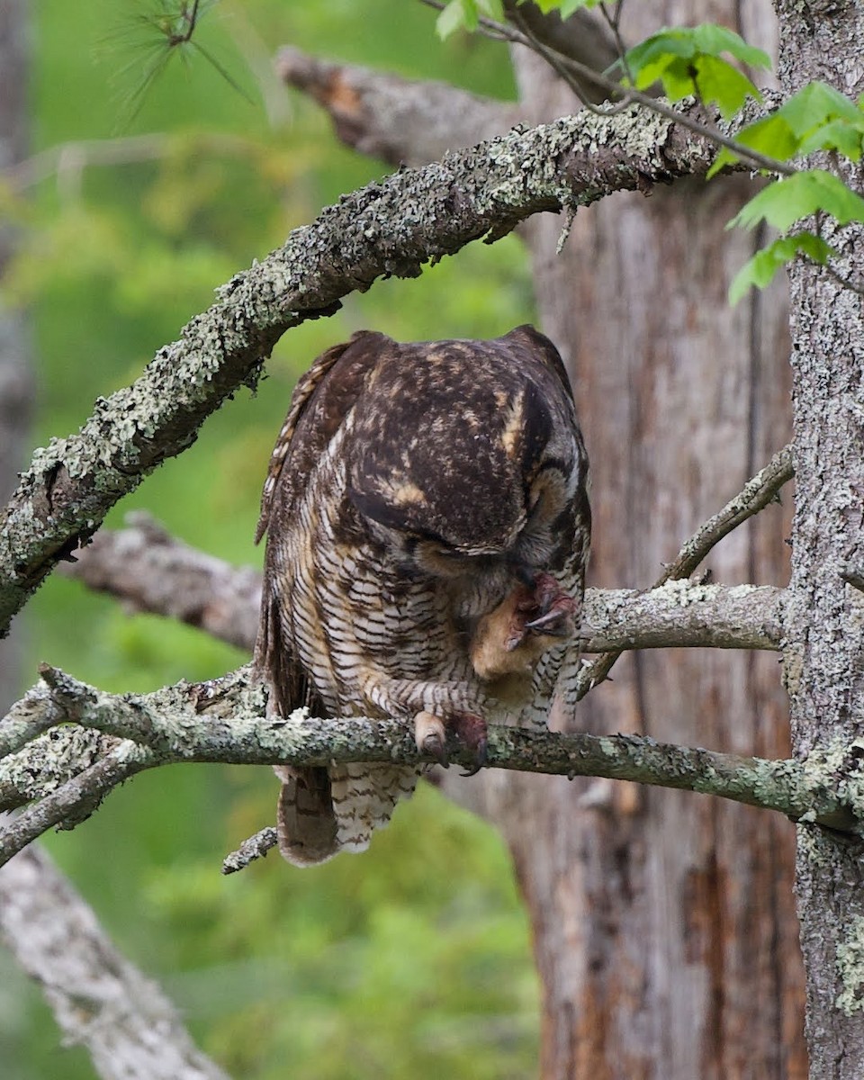 Great Horned Owl - Nick Hawvermale