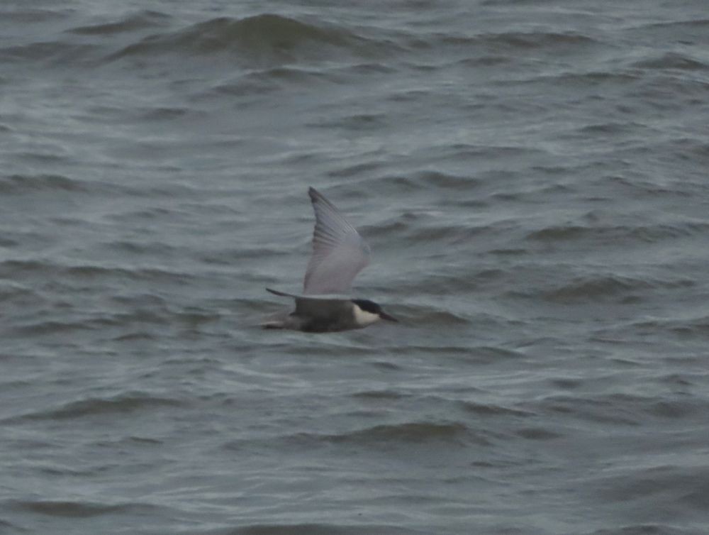 Whiskered Tern - ML468513311