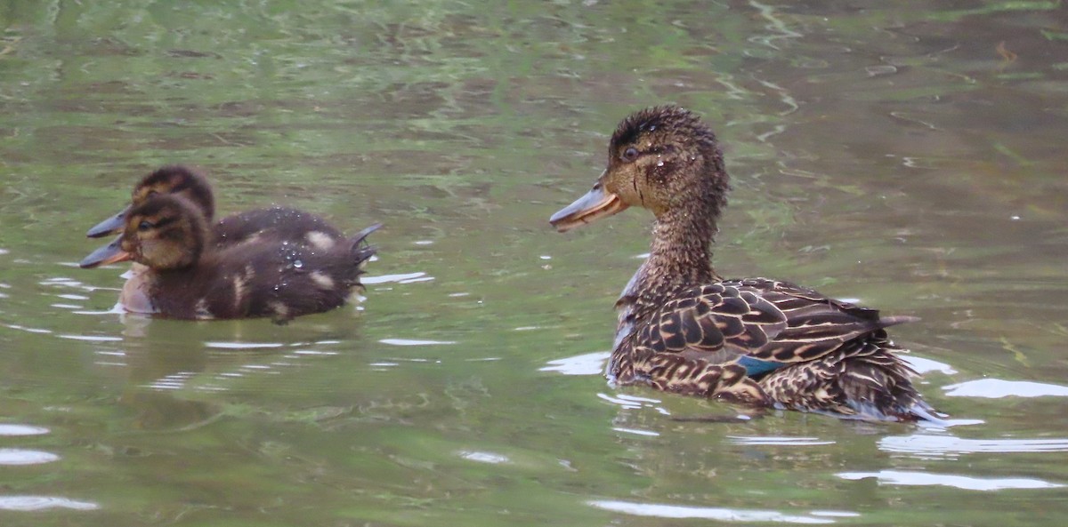 Green-winged Teal - ML468513791