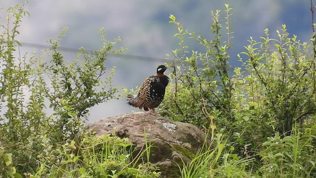 Black Francolin - ML468514531