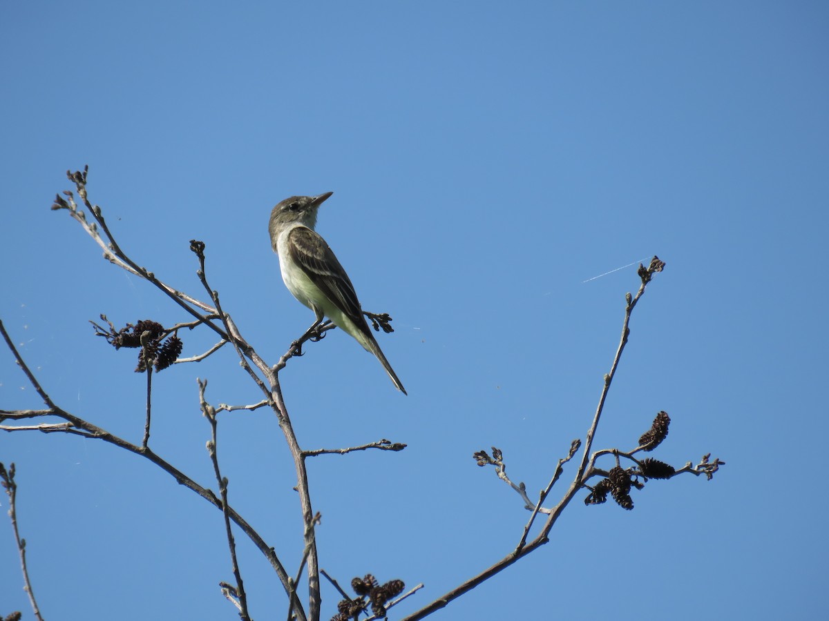 Willow Flycatcher - ML468516051