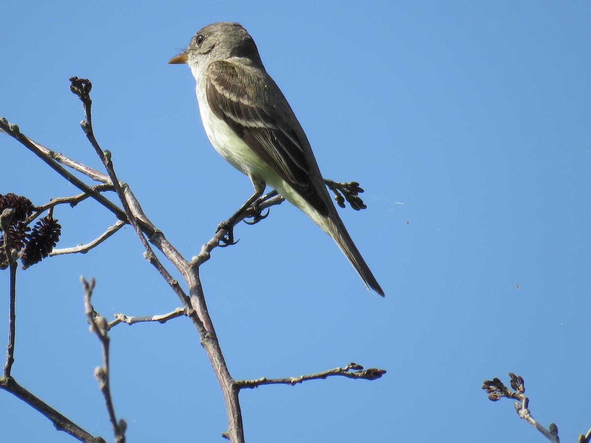 Willow Flycatcher - ML468516071