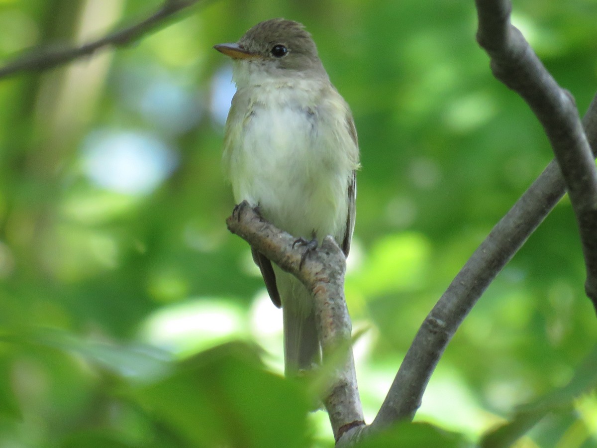 Willow Flycatcher - ML468516111