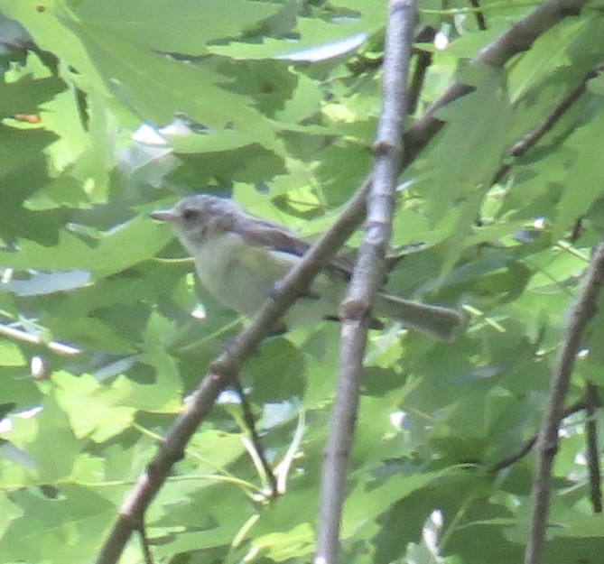Warbling Vireo - ML468516131