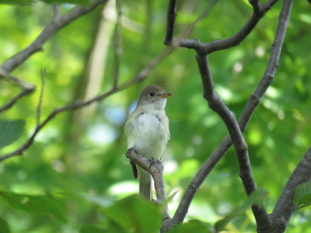 Willow Flycatcher - ML468516141