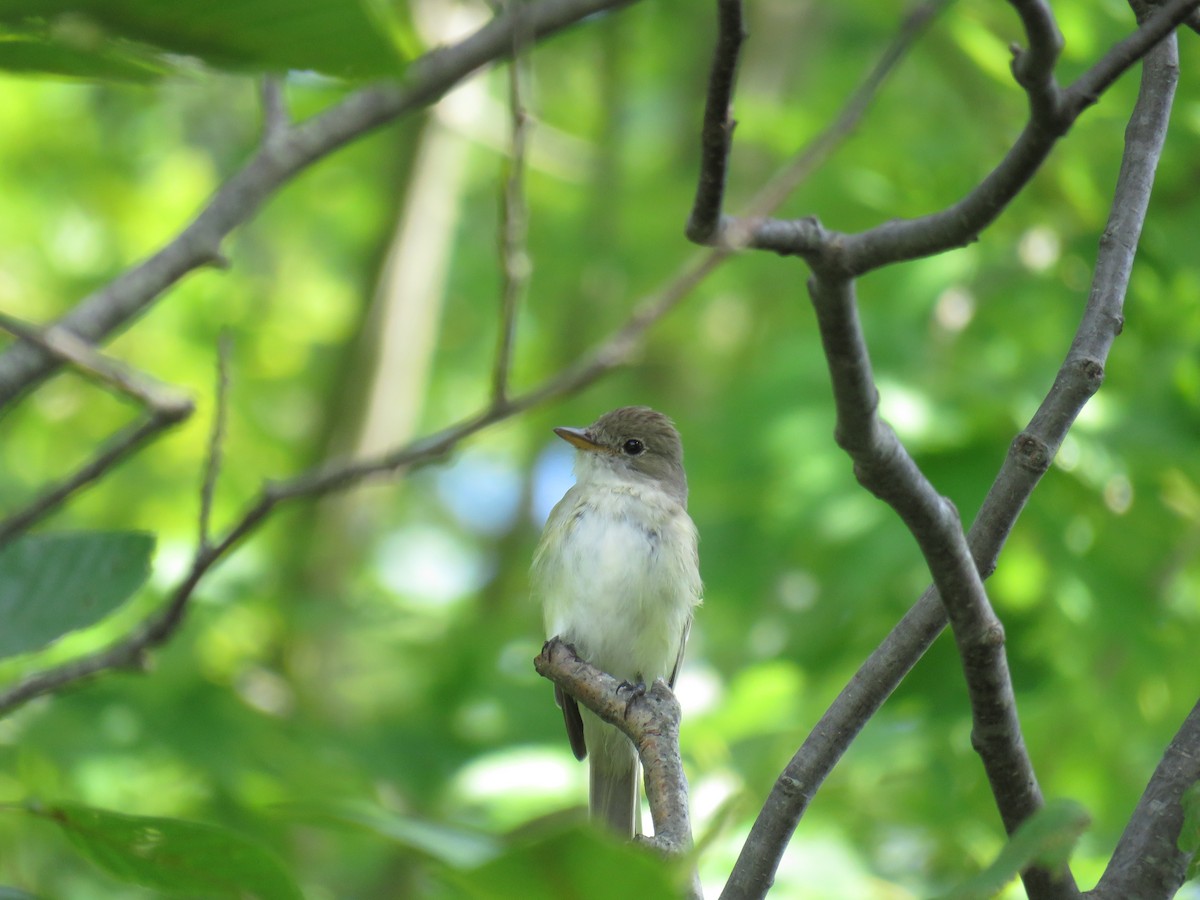 Willow Flycatcher - ML468516211