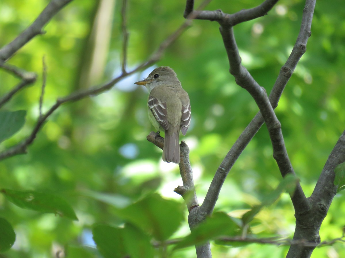 Willow Flycatcher - ML468516271