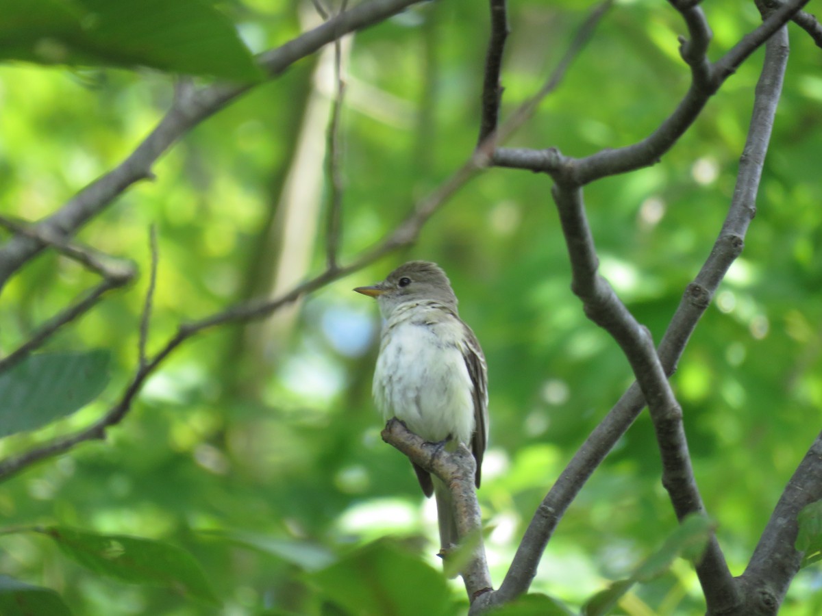Willow Flycatcher - ML468516281