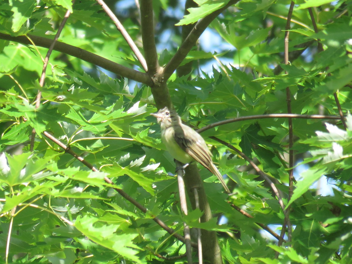 Warbling Vireo - ML468516301