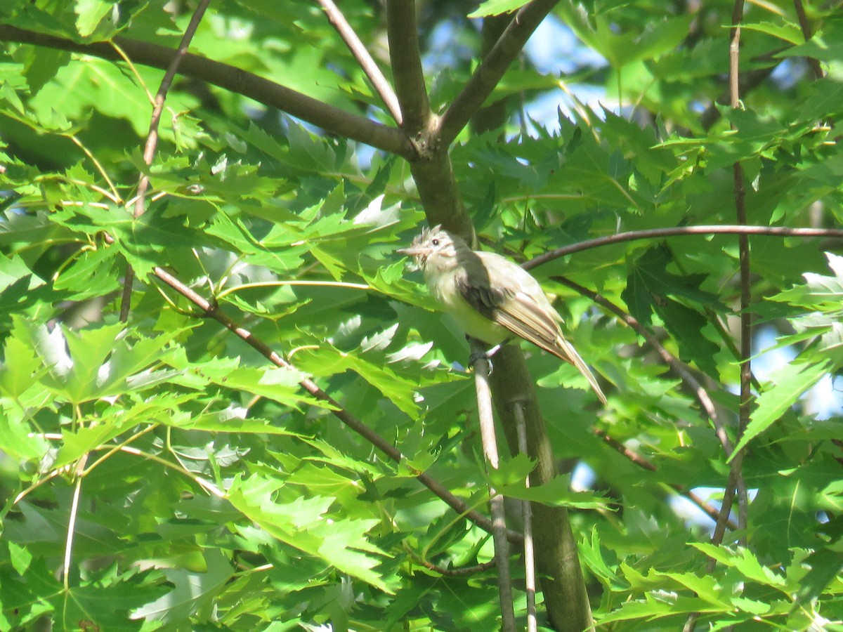 Warbling Vireo - ML468516311