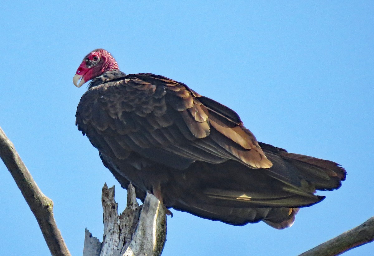 Turkey Vulture - Don Gorney