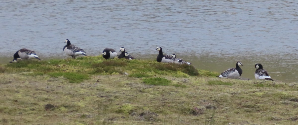 Цагаан шанаат галуу - ML468517651