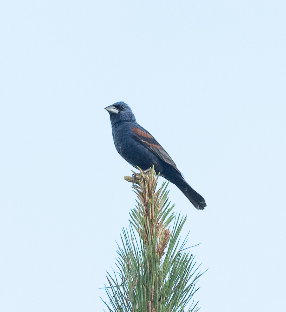 Blue Grosbeak - ML468517891