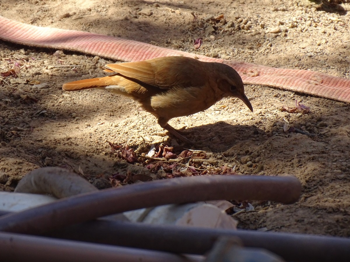 Rufous Hornero - David Henderson