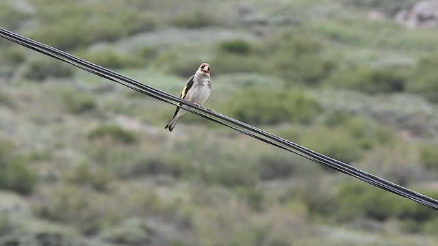 European Goldfinch - ML468518741