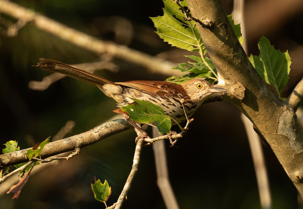 Brown Thrasher - ML468518991