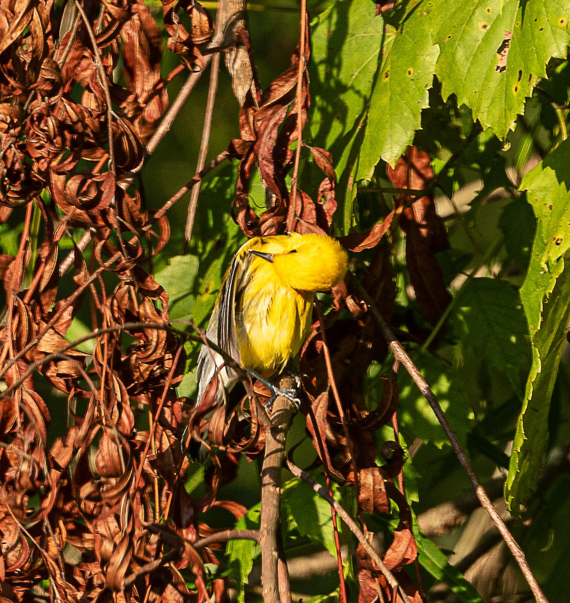 Prothonotary Warbler - ML468519051