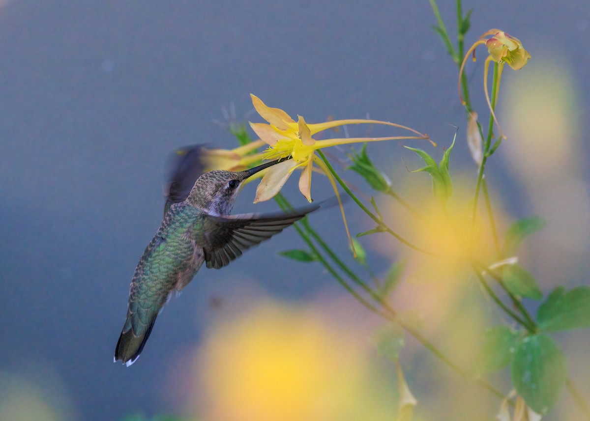 Black-chinned Hummingbird - ML468519321
