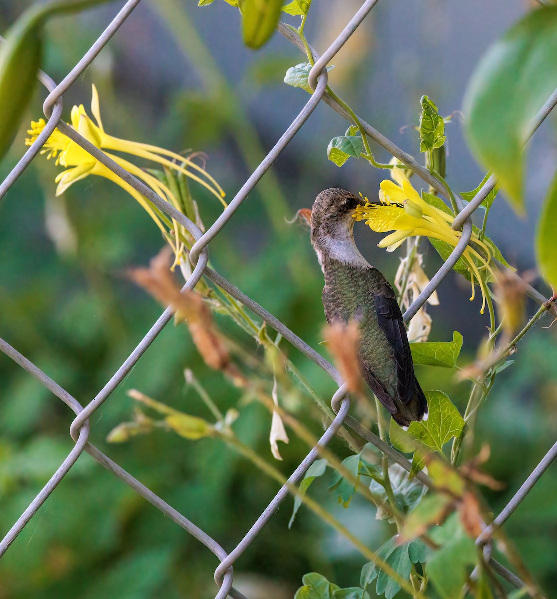 Black-chinned Hummingbird - ML468519331