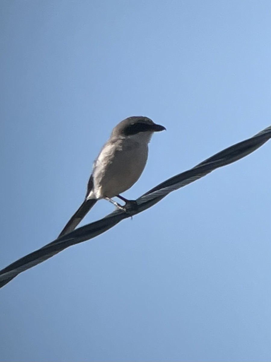 Loggerhead Shrike - ML468519911