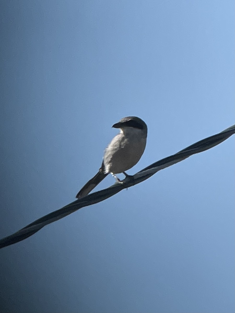 Loggerhead Shrike - ML468519921