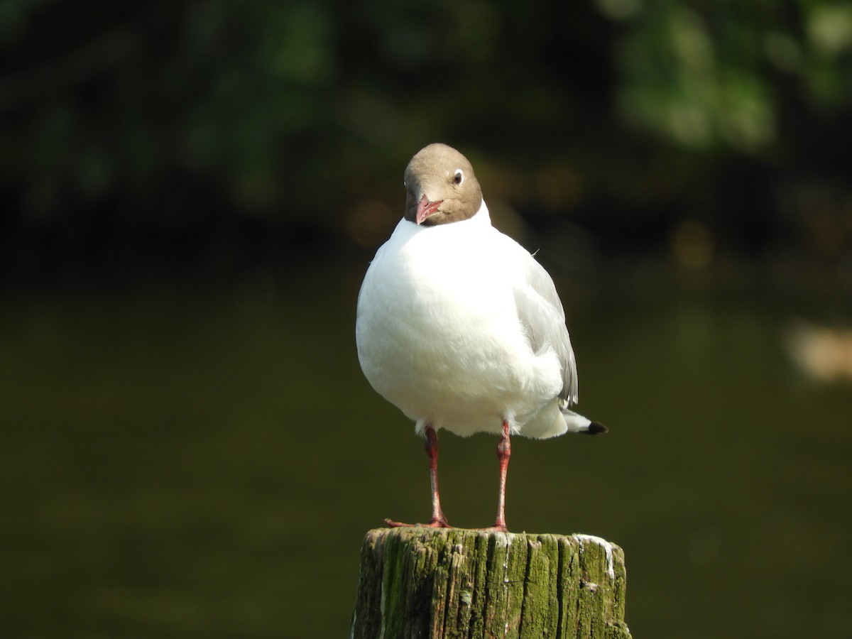 Black-headed Gull - ML468520001