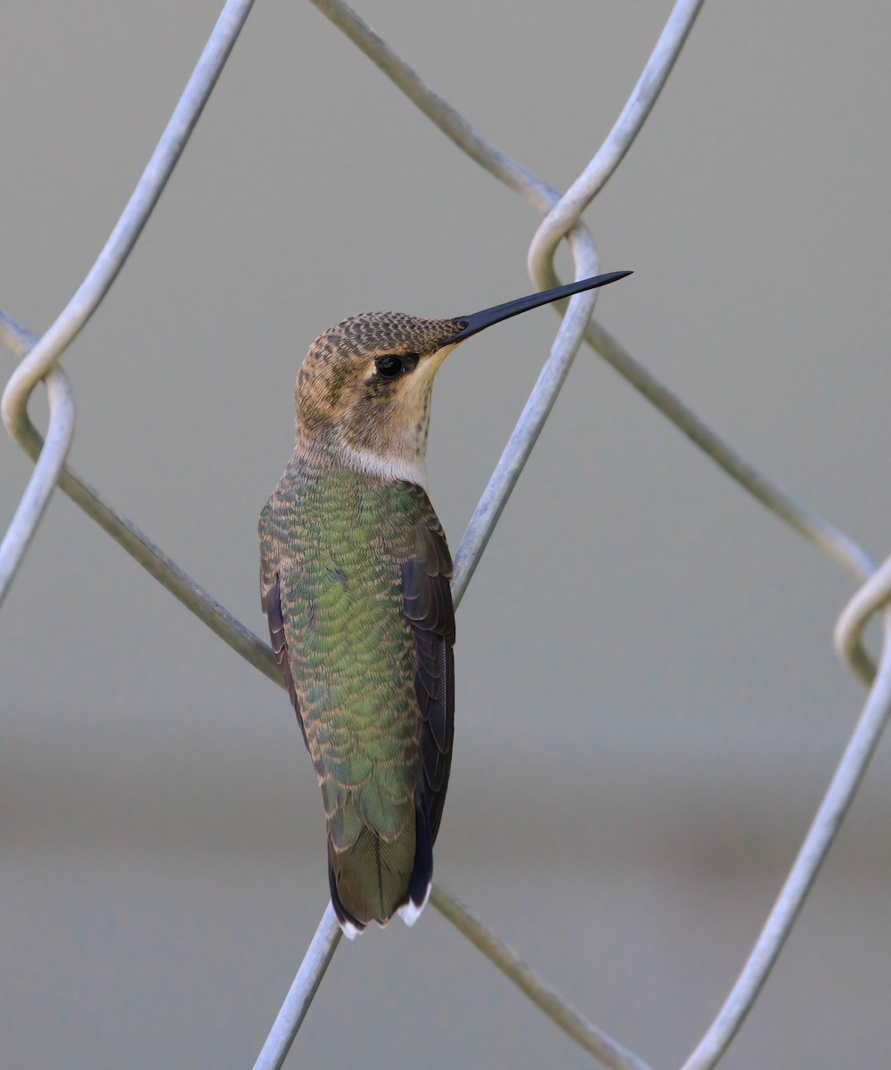 Black-chinned Hummingbird - ML468520561