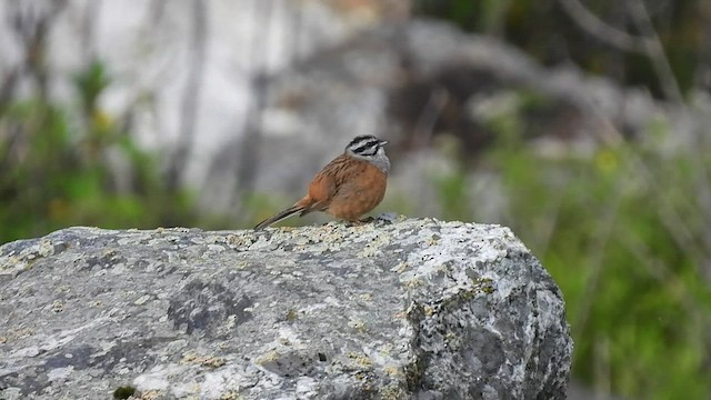 Rock Bunting - ML468520801