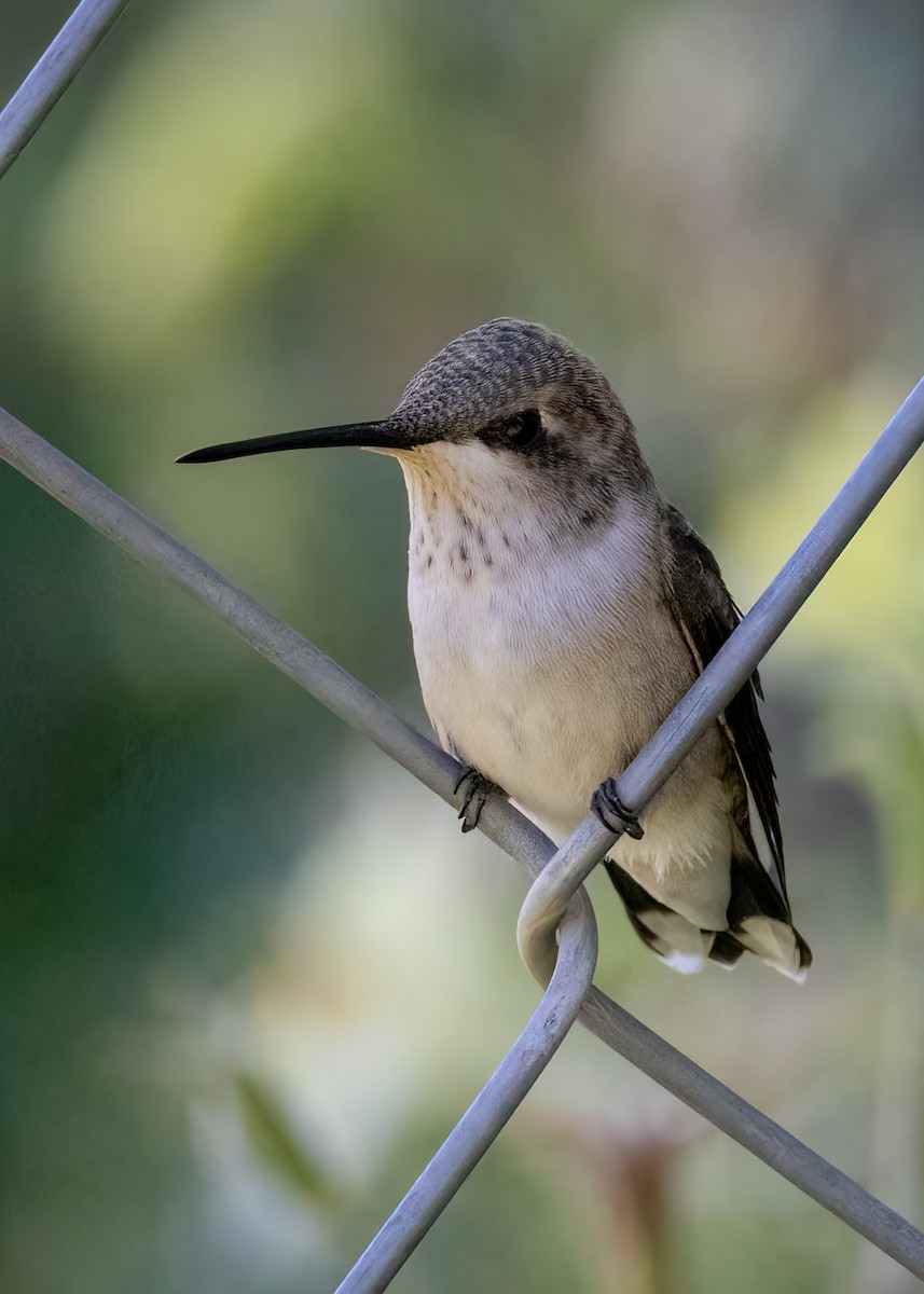 Black-chinned Hummingbird - ML468520841