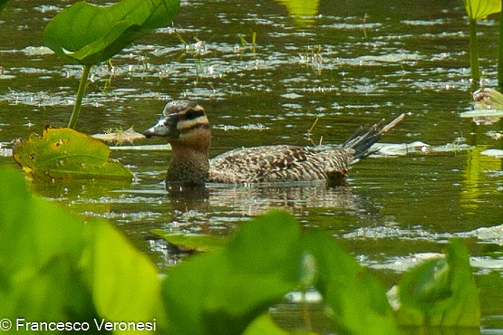 Masked Duck - Francesco Veronesi