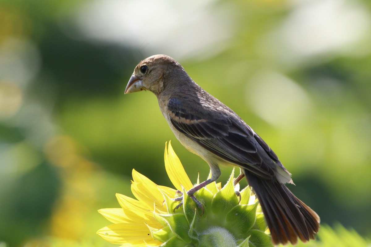 Blue Grosbeak - ML468522351