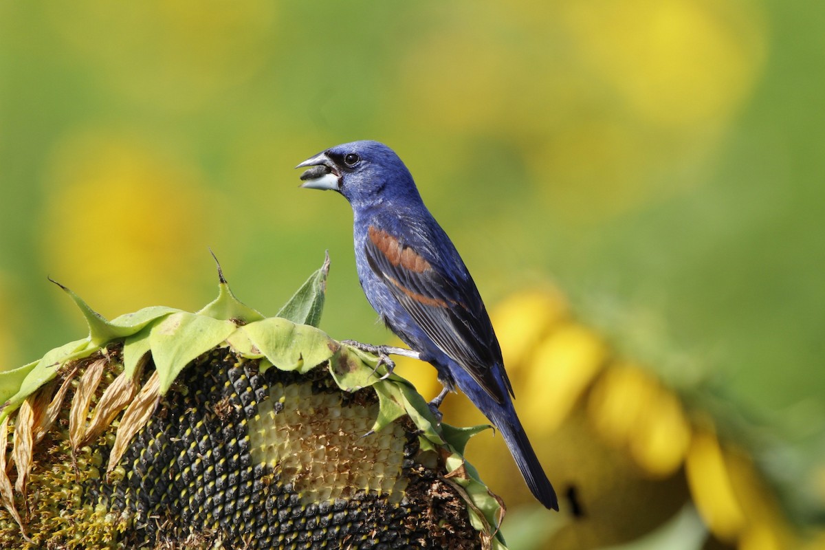 Blue Grosbeak - ML468522361