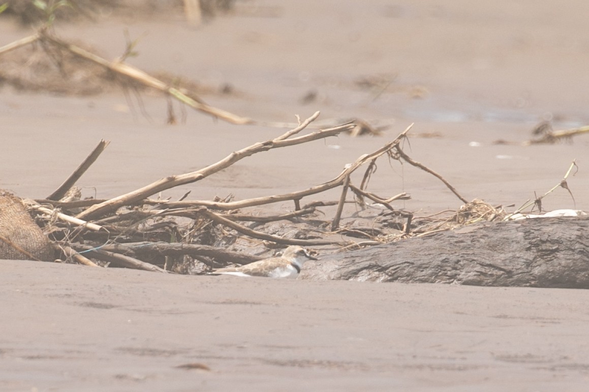 Collared Plover - Danny Jacobs