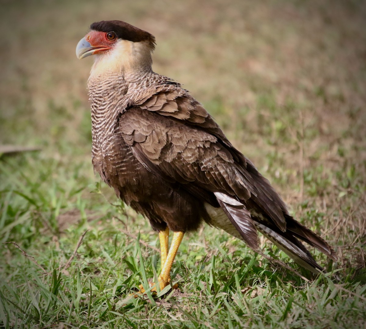 Crested Caracara (Southern) - ML468523301