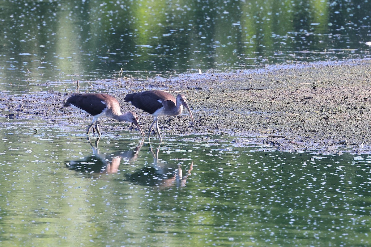 White Ibis - ML468523581