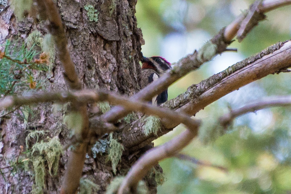 Red-naped Sapsucker - ML468523591