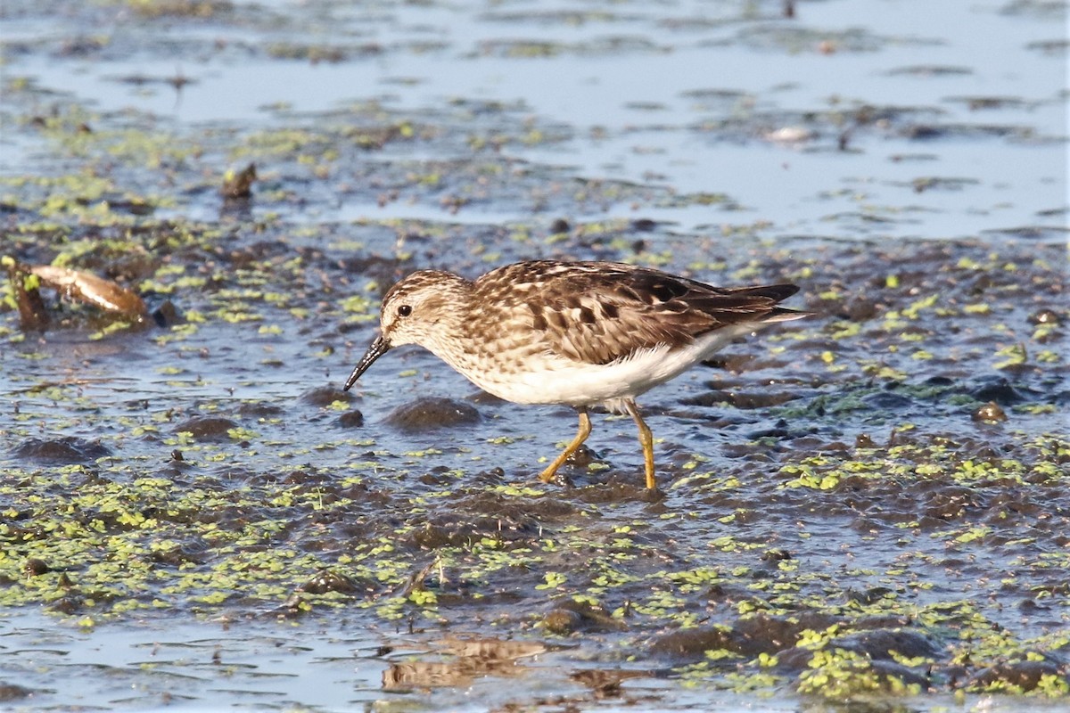 pygmésnipe - ML468525761